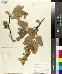 Lepechinia calycina image