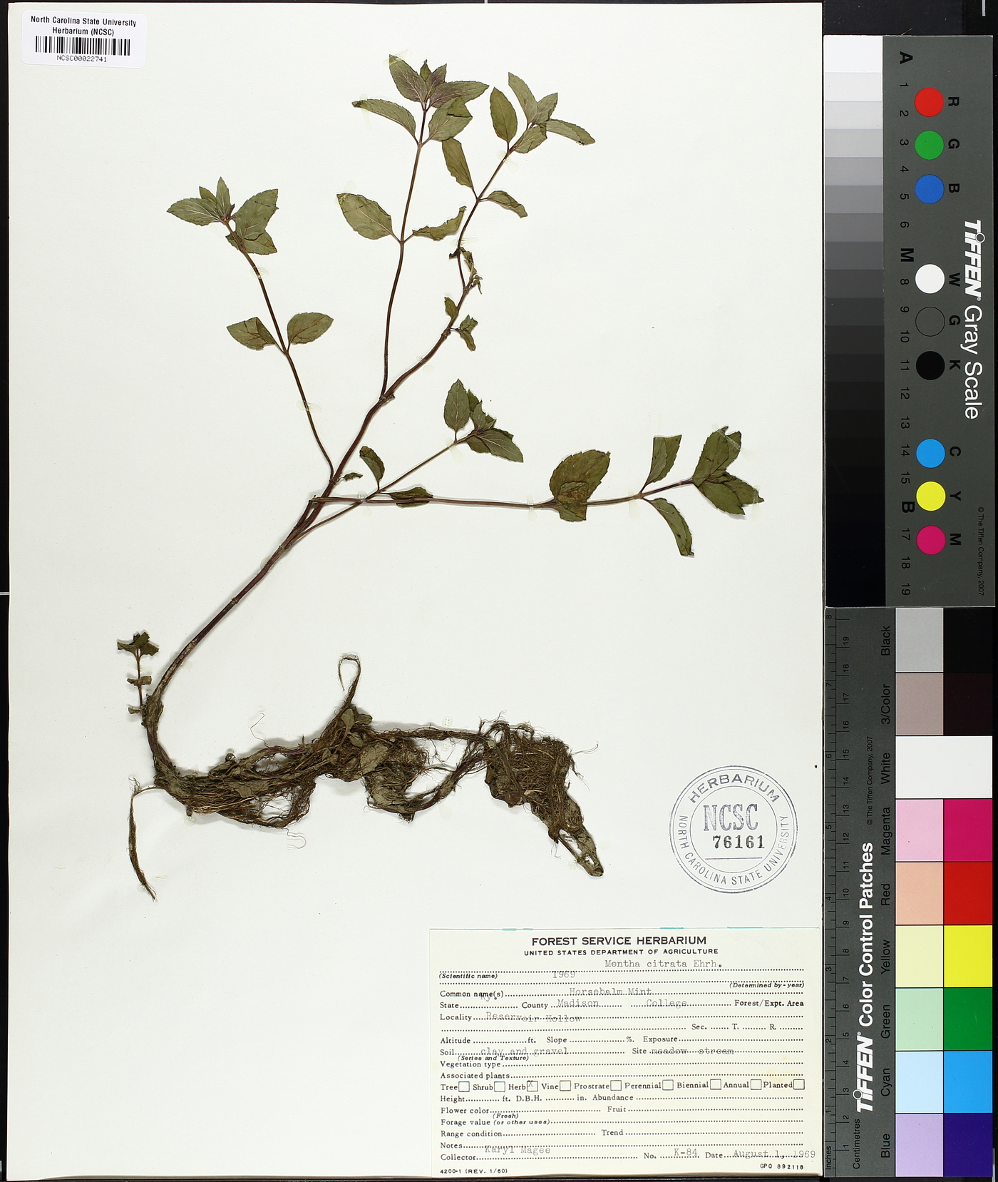 Mentha citrata image