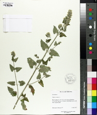 Nepeta cataria image