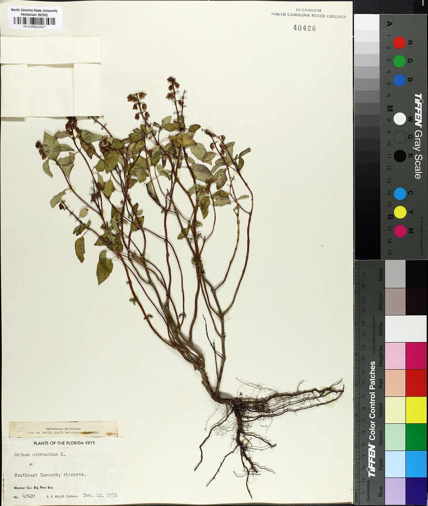 Ocimum micranthum image