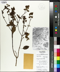 Ocimum micranthum image