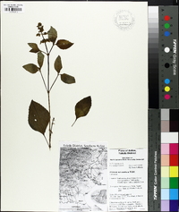 Ocimum micranthum image