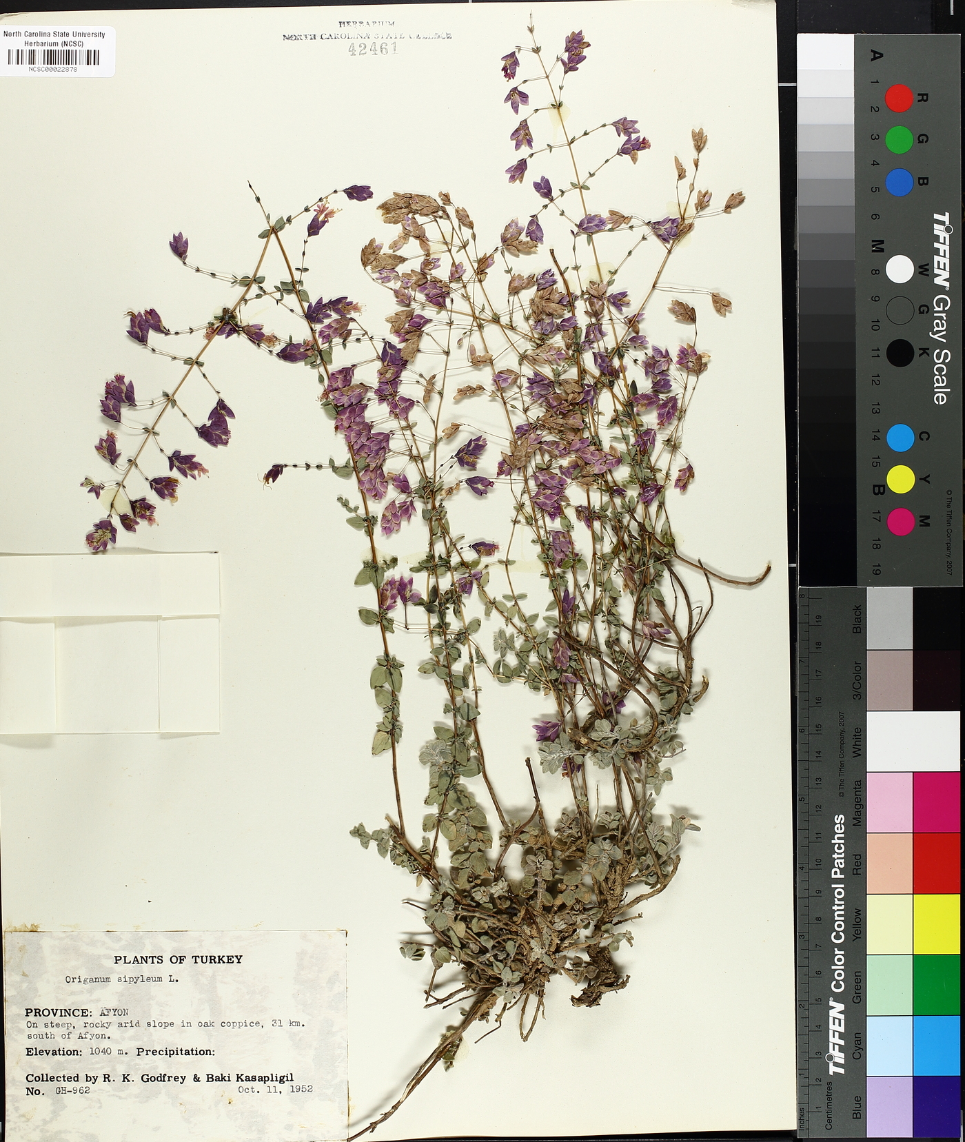 Origanum sipyleum image