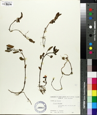 Phlomis tuberosa image