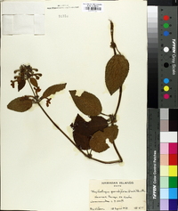 Phyllostegia grandiflora image