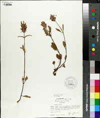 Prunella vulgaris subsp. asiatica image