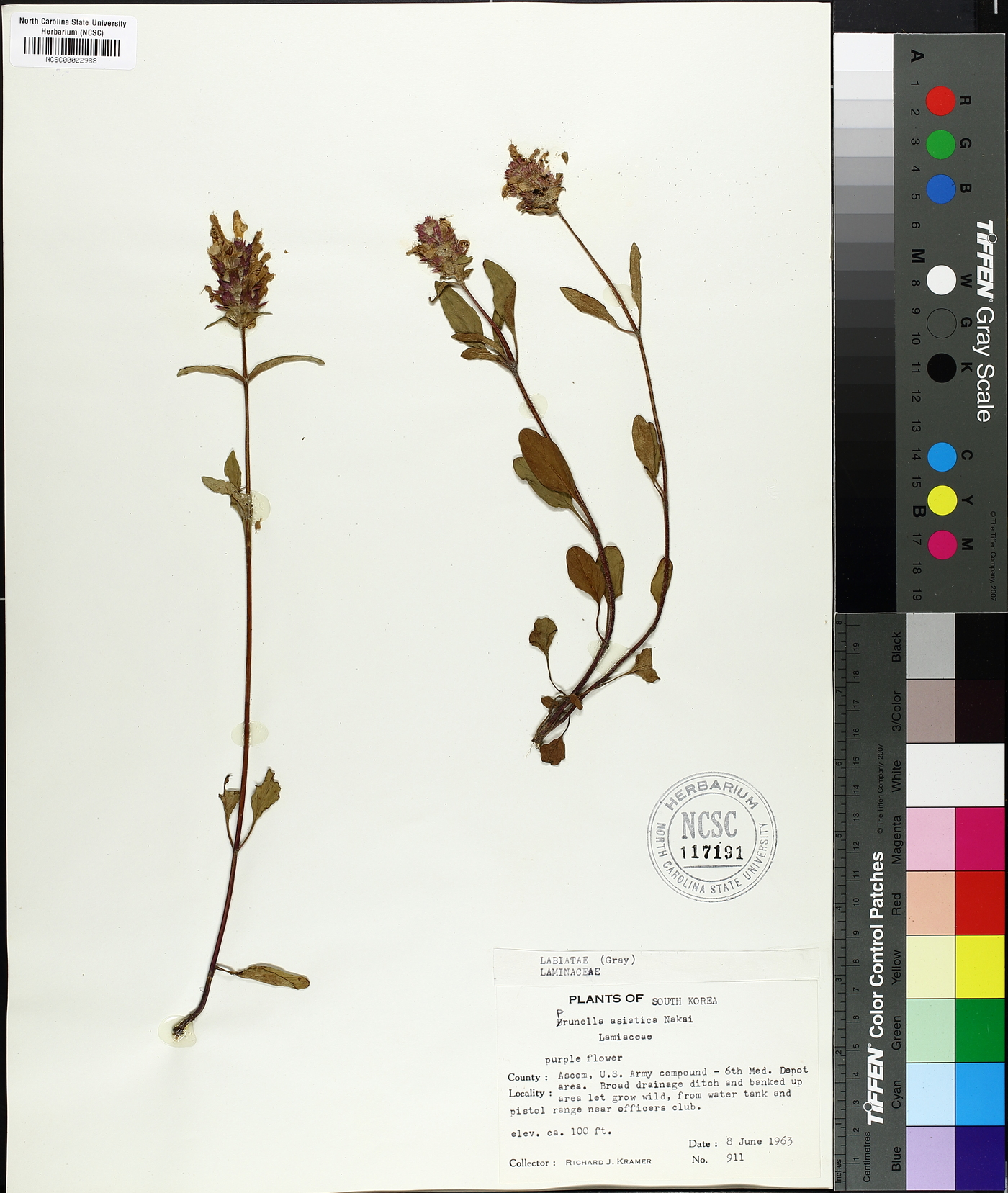 Prunella vulgaris subsp. asiatica image