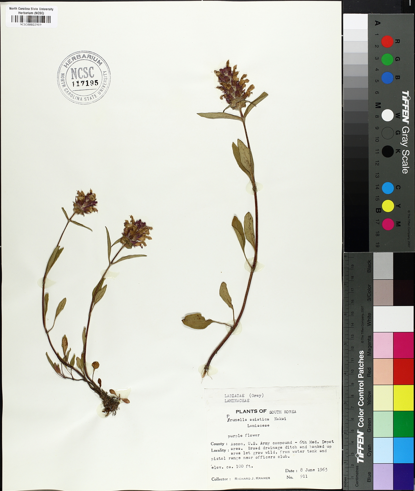 Prunella vulgaris subsp. asiatica image