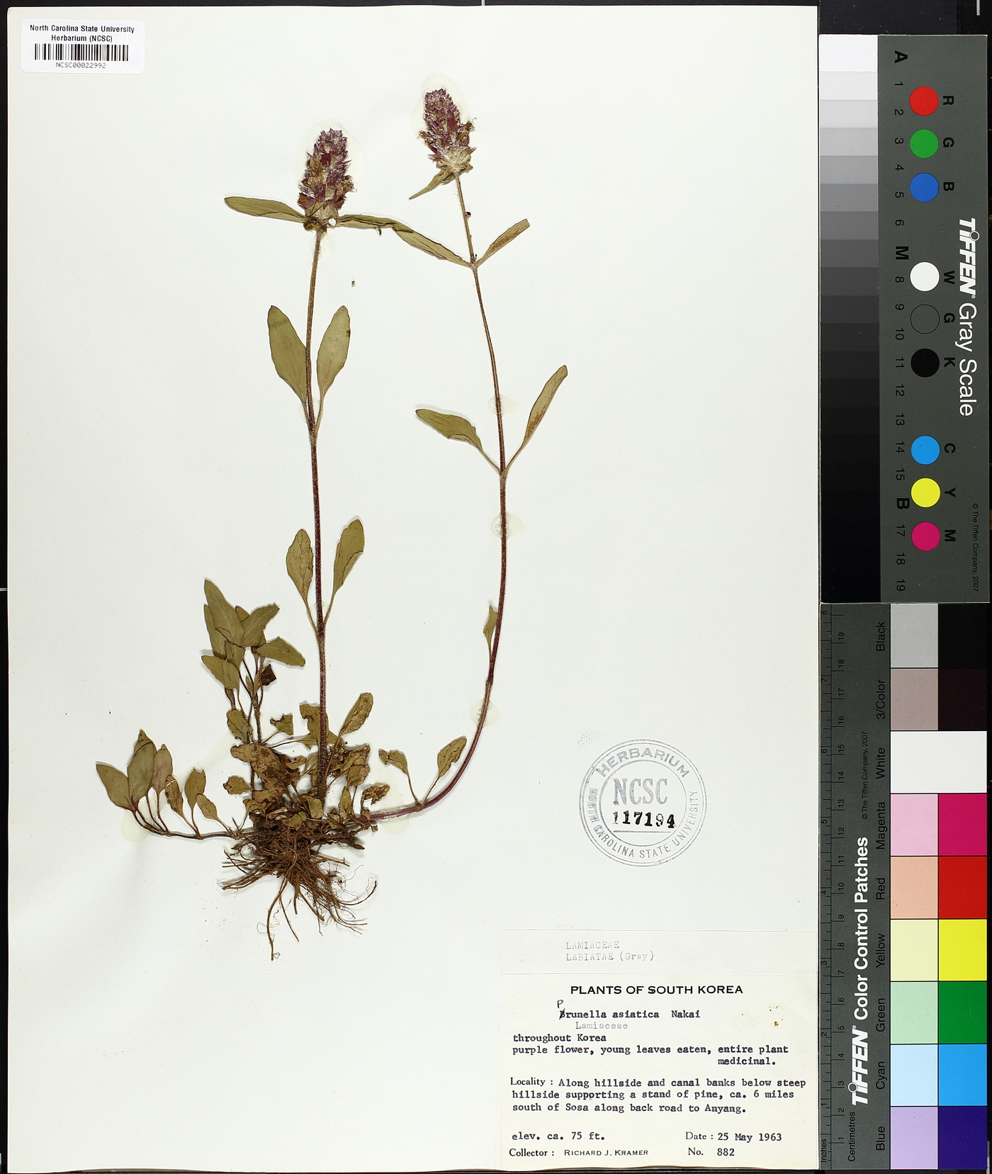 Prunella vulgaris subsp. asiatica image