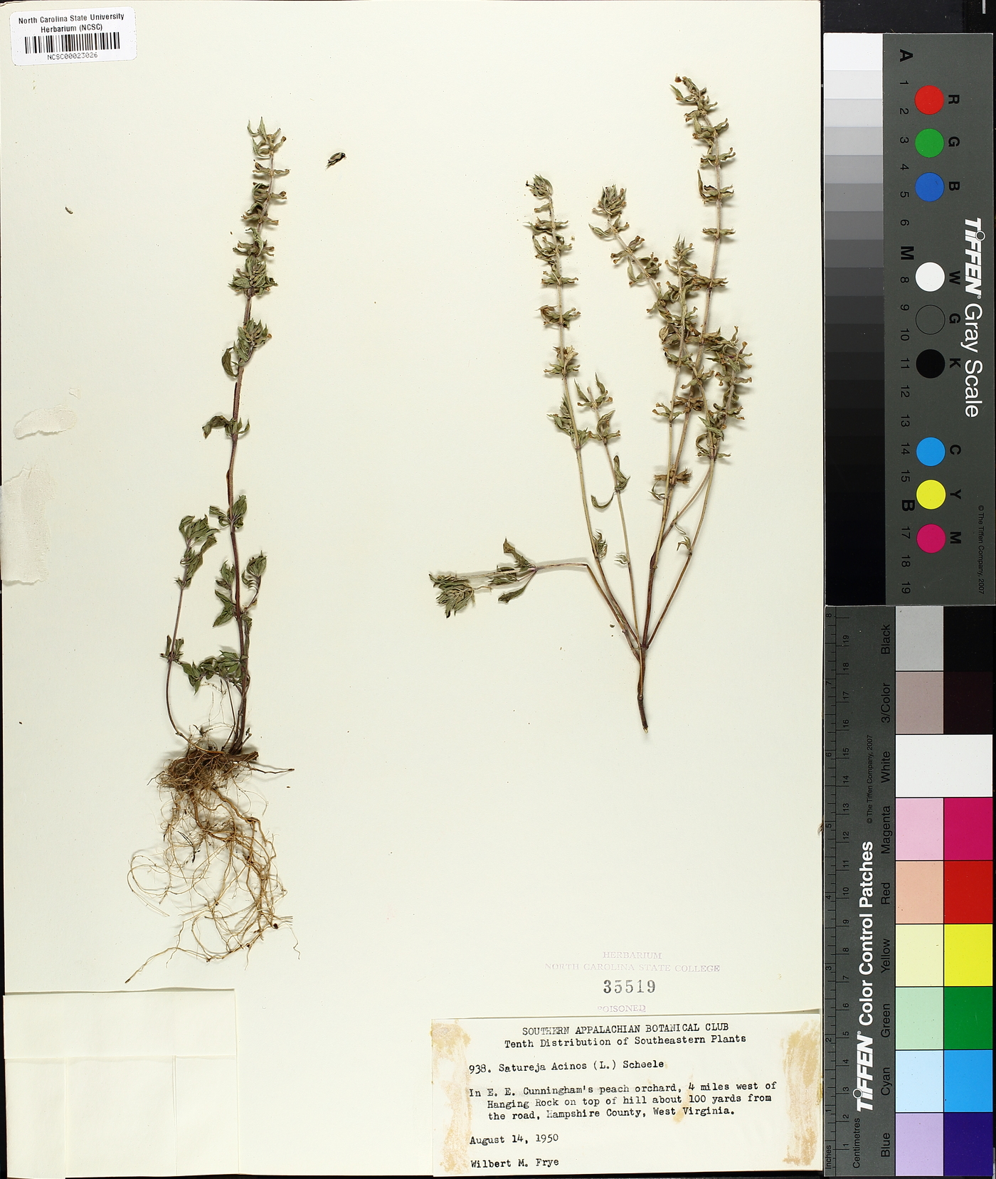 Calamintha acinos image