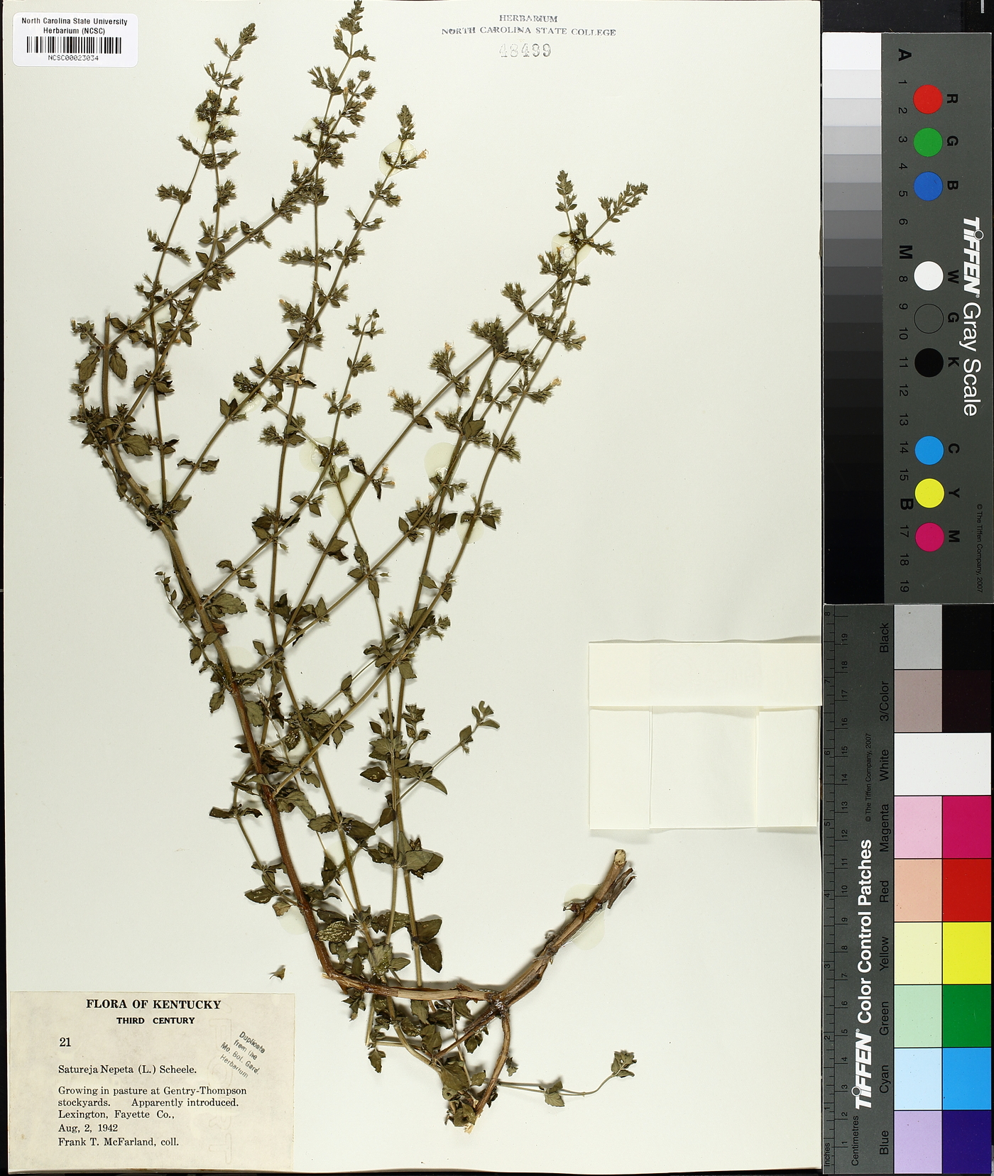 Satureja nepeta image