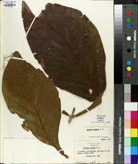 Tectona grandis image