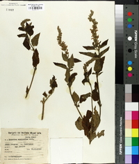 Teucrium vesicarium image