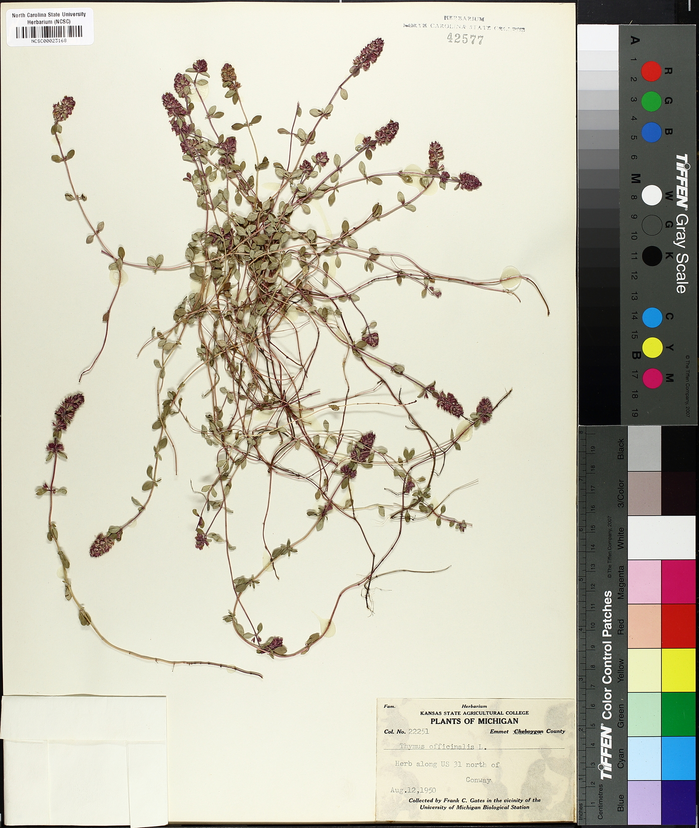 Thymus officinalis image