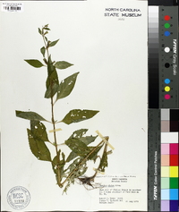 Mimulus alatus image