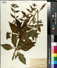 Mimulus alatus image