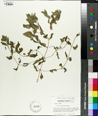 Erythranthe moschata image