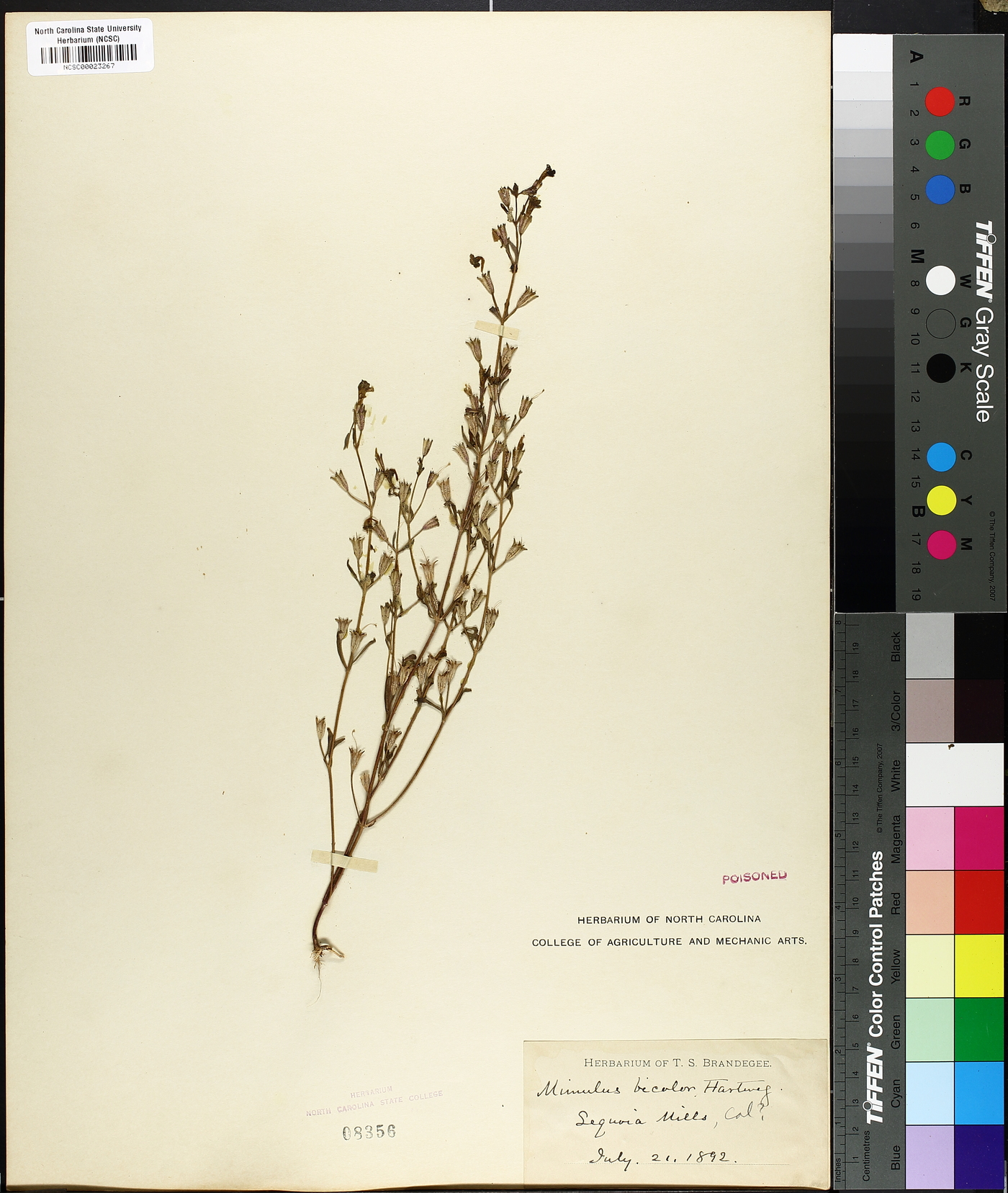 Erythranthe bicolor image