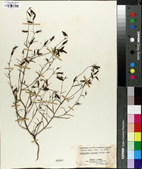 Cordylanthus viscidus image