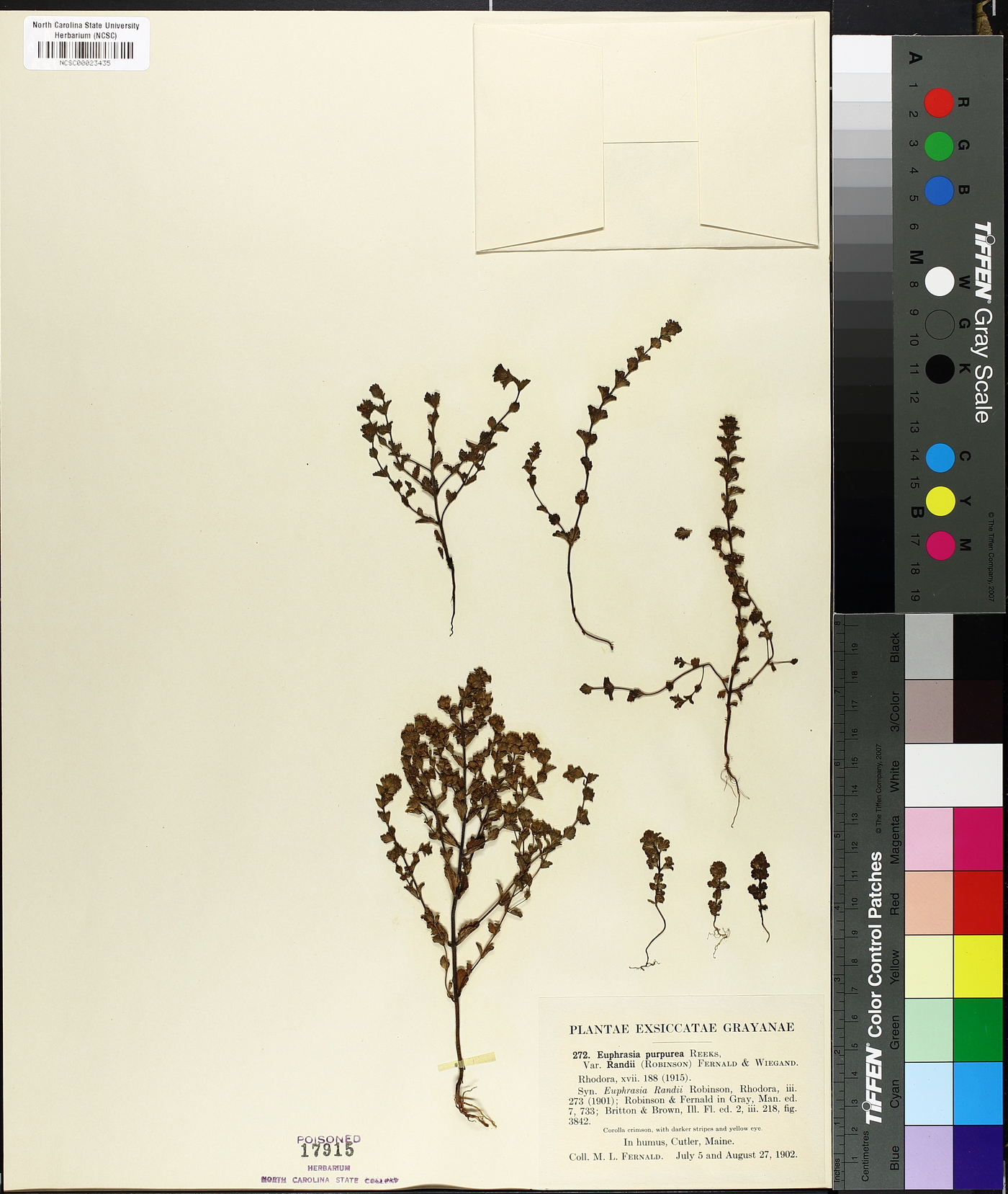Euphrasia purpurea image