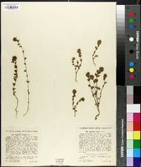 Euphrasia arctica image