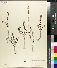 Euphrasia canadensis image