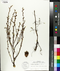 Epifagus virginiana image