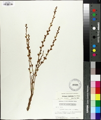 Epifagus virginiana image