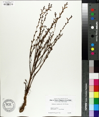 Epifagus virginiana image