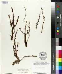 Epifagus virginiana image