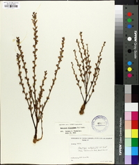 Epifagus virginiana image