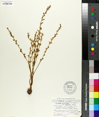 Epifagus virginiana image