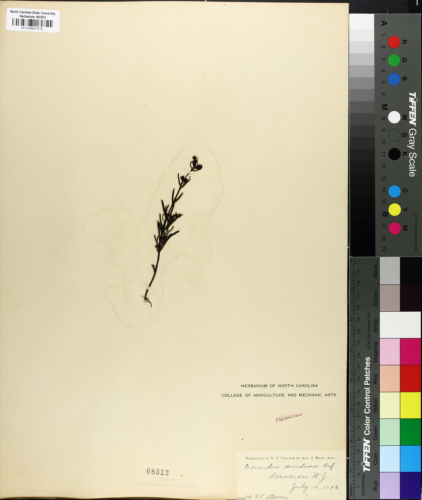 Gerardia maritima image