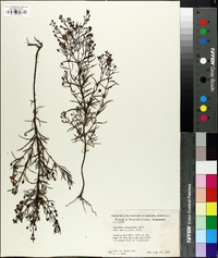 Agalinis tenuifolia var. macrophylla image