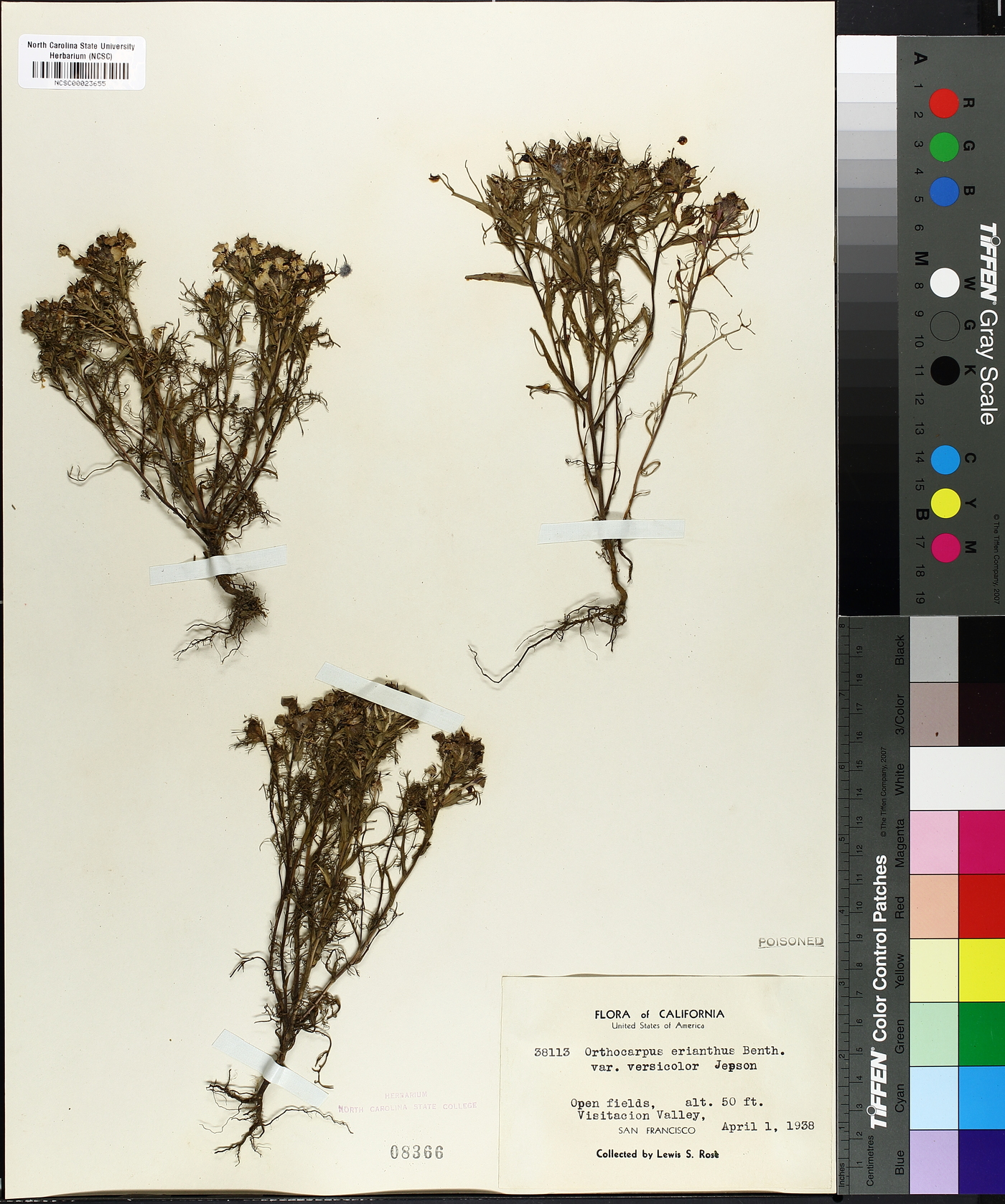 Orthocarpus erianthus image