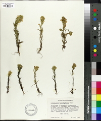Orthocarpus faucibarbatus image