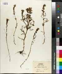 Orthocarpus faucibarbatus image