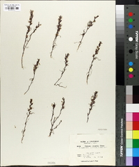 Orthocarpus micranthus image