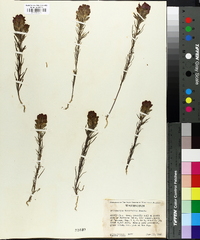 Orthocarpus tenuifolius image