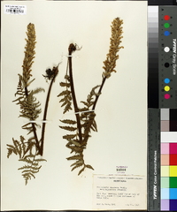 Pedicularis bracteosa var. paysoniana image