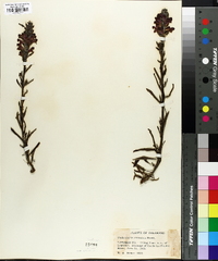 Pedicularis crenulata image