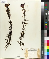 Pedicularis crenulata image