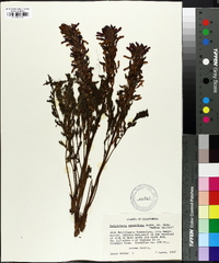 Pedicularis densiflora image