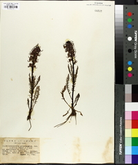 Pedicularis groenlandica image