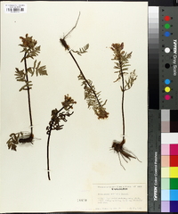 Pedicularis latifolia image