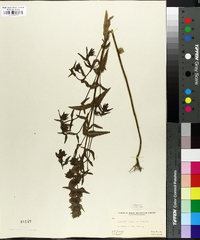 Rhinanthus borealis subsp. kyrollae image