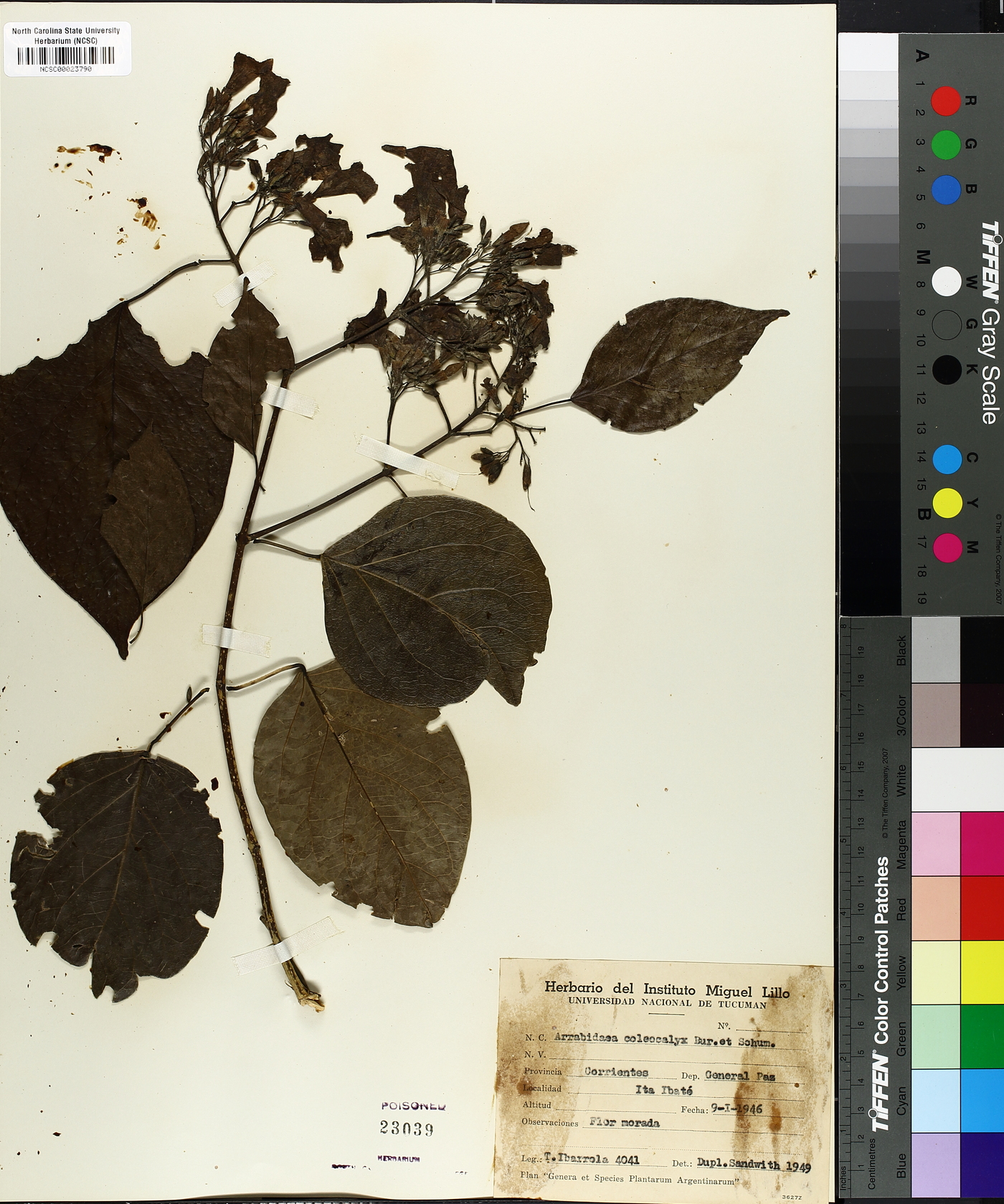 Arrabidaea coleocalyx image