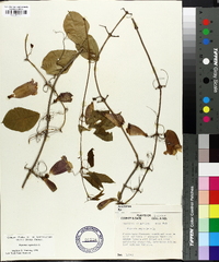 Bignonia capreolata image