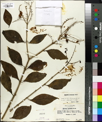 Image of Duranta obtusifolia