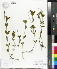 Phyla nodiflora image